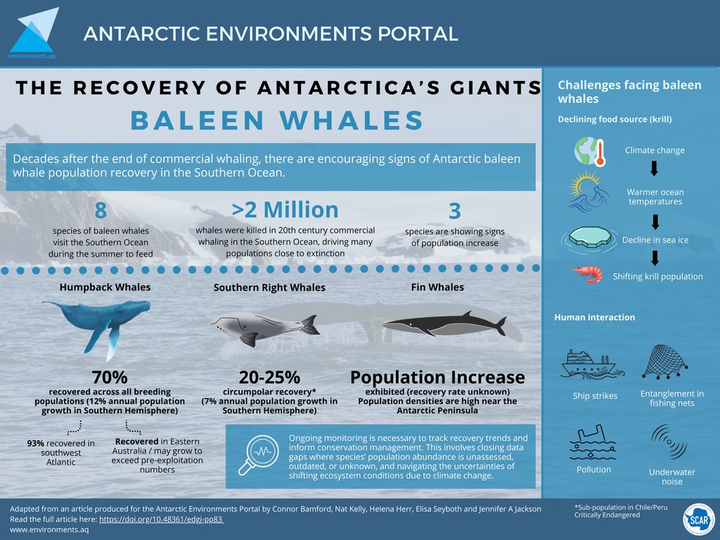 Good news 👏 Antarctic baleen #whales are bouncing back from near extinction. Continuous monitoring remains crucial to track their progress, as they still confront threats from climate change and direct human activities. 🐋 @SCAR_Tweets #ProtectAntarctica environments.aq/publications/t…