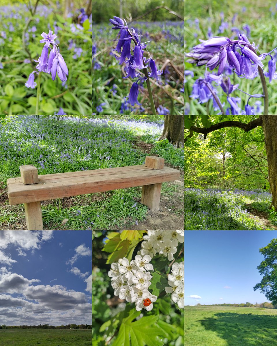 The most incredible morning with Neil, sharing his knowledge of flora and fauna at @WarrenFarmNR. My first visit to the ancient Long Wood, and its carpet of bluebells @BrentRiverPark. And, got to hang out with Katie, the force of nature behind the campaign to #SaveOurSkylarks.