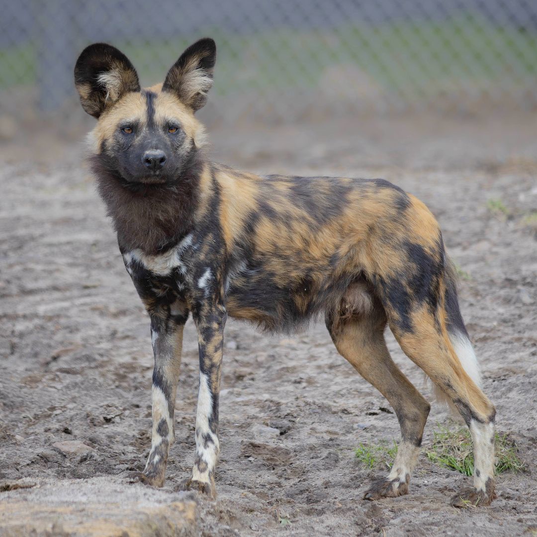Paws up - have you met our pack of African painted dogs yet? 🙋 We've loved seeing all your snaps of Ru, Kuwinda, Rafiy, Kenya, Tasilli, and Tan so far - please do share more in the replies! 📸: @abbie.sarah_photography & @tina_snaps23 on Instagram