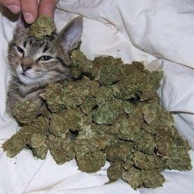 lachuchex 💅 tweet media