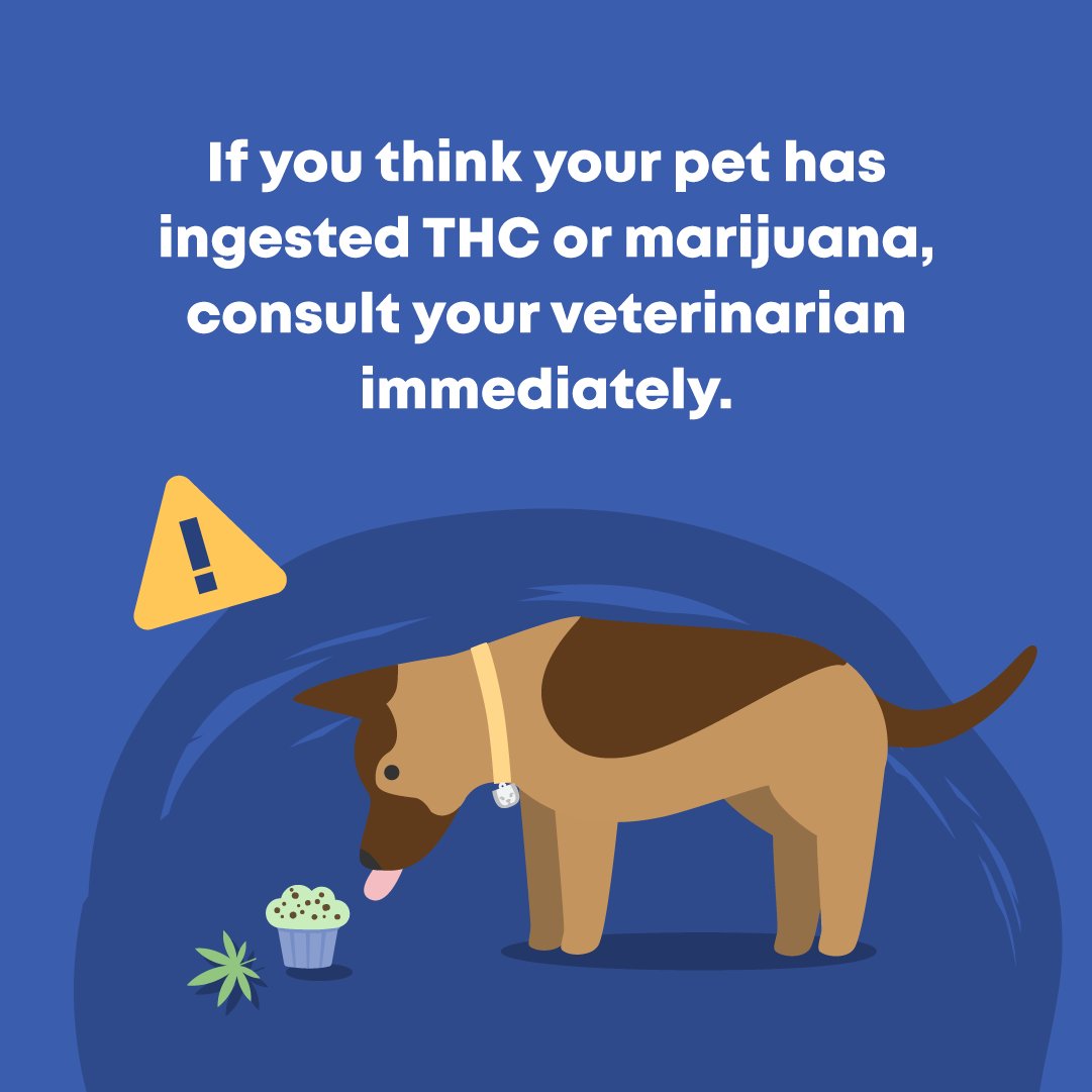 If you or anyone you know plan on partaking in 4/20 activities — keep your furry friends safe and be on the look out for THC toxicity!