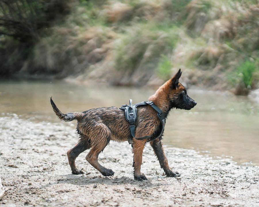 Non-stop dogwear Rock harness is a versatile padded harness for dogs. The harness is developed using Non-stop dogwears’ custom designed material combination HexiVent, which ensures good airflow and comfort for you dog. 

bit.ly/3tgQUqu