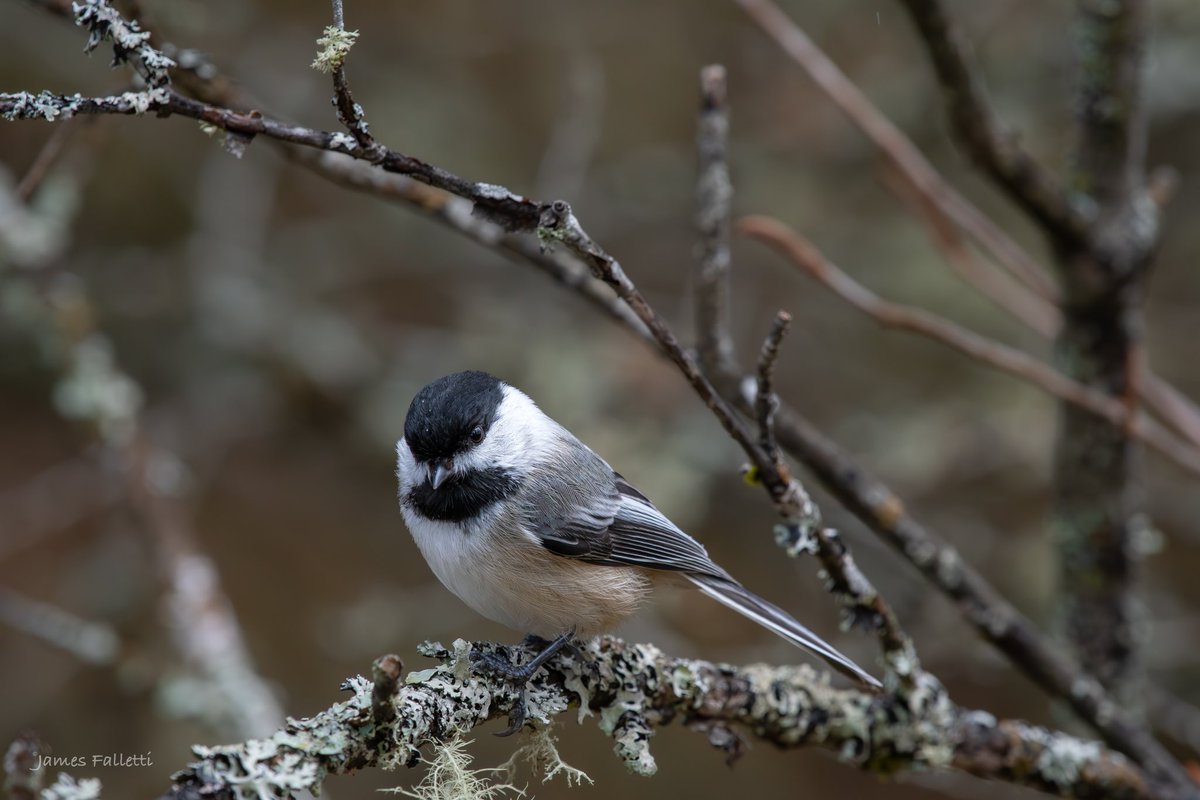 Black-Capped #Chickadee 🔎 Poecile atricapillus #TwitterNatureCommunity #nikon #birdphotography #BirdsSeenIn2024 #BirdsOfTwitter #NaturePhotography #birding @nature_org @mybirdcards @BirdWatchingMag @miajbirdkartoj @audubonsociety @AudubonNature