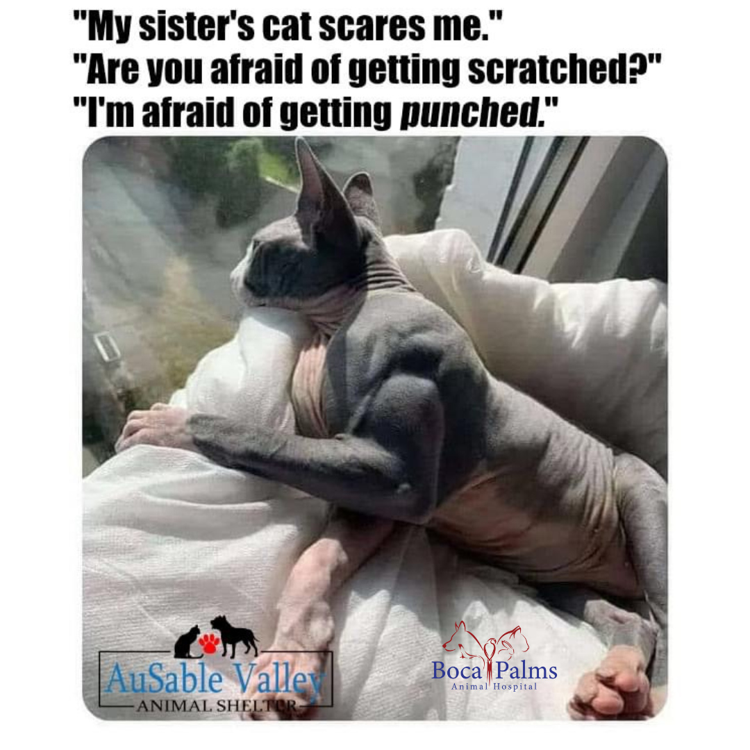 This cat is fierce! #cat by my side 🐱💪 #felinefitness #meowtivation #purrfectpartner Click below to read more 📲

#BocaPalmsAnimalHospital #BocaRaton #Veterinarian #AnimalHospital #PetVaccinations #BoardingServices #PetSurgery #PetMicrochipping #ExoticVet #AvianVet #NoseToTail