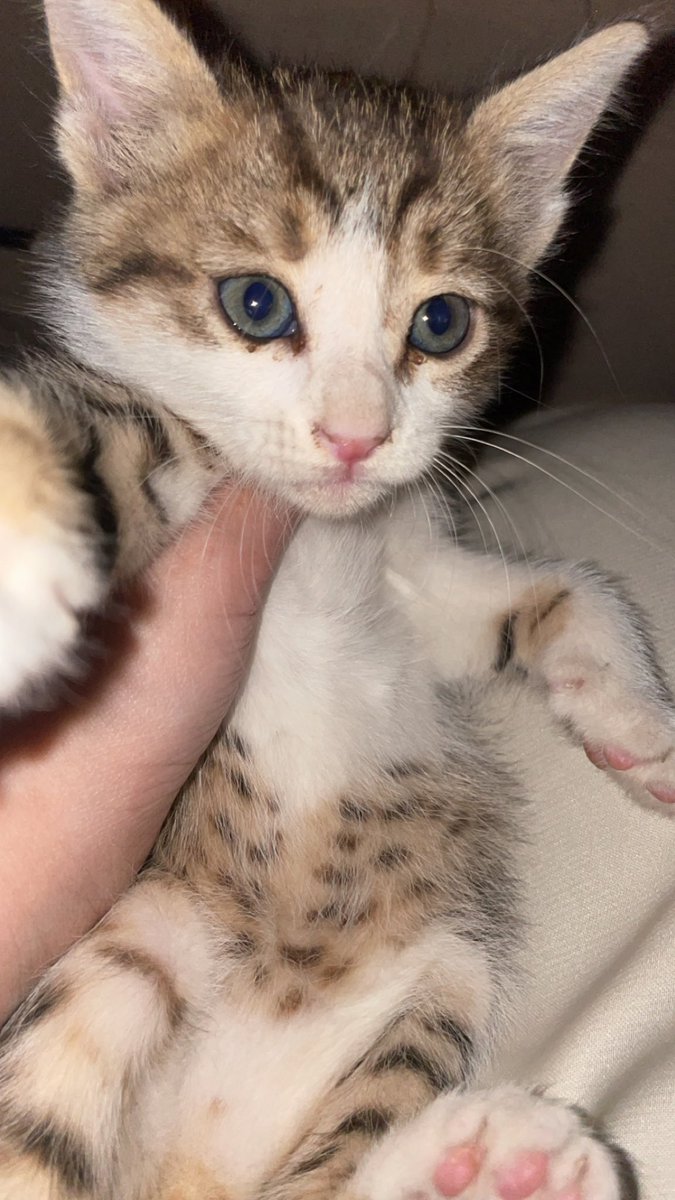 laalzayed's tweet photo. @Animal_rescue0 @misshanao لقيت هالكيتنز بالشارع امس الليل انثى وذكر عمرهم يقارب الشهر ونص الي يبي يتبناهم يتواصل معي، التبني للاثنين فقط https://t.co/pHaXVAmipT
