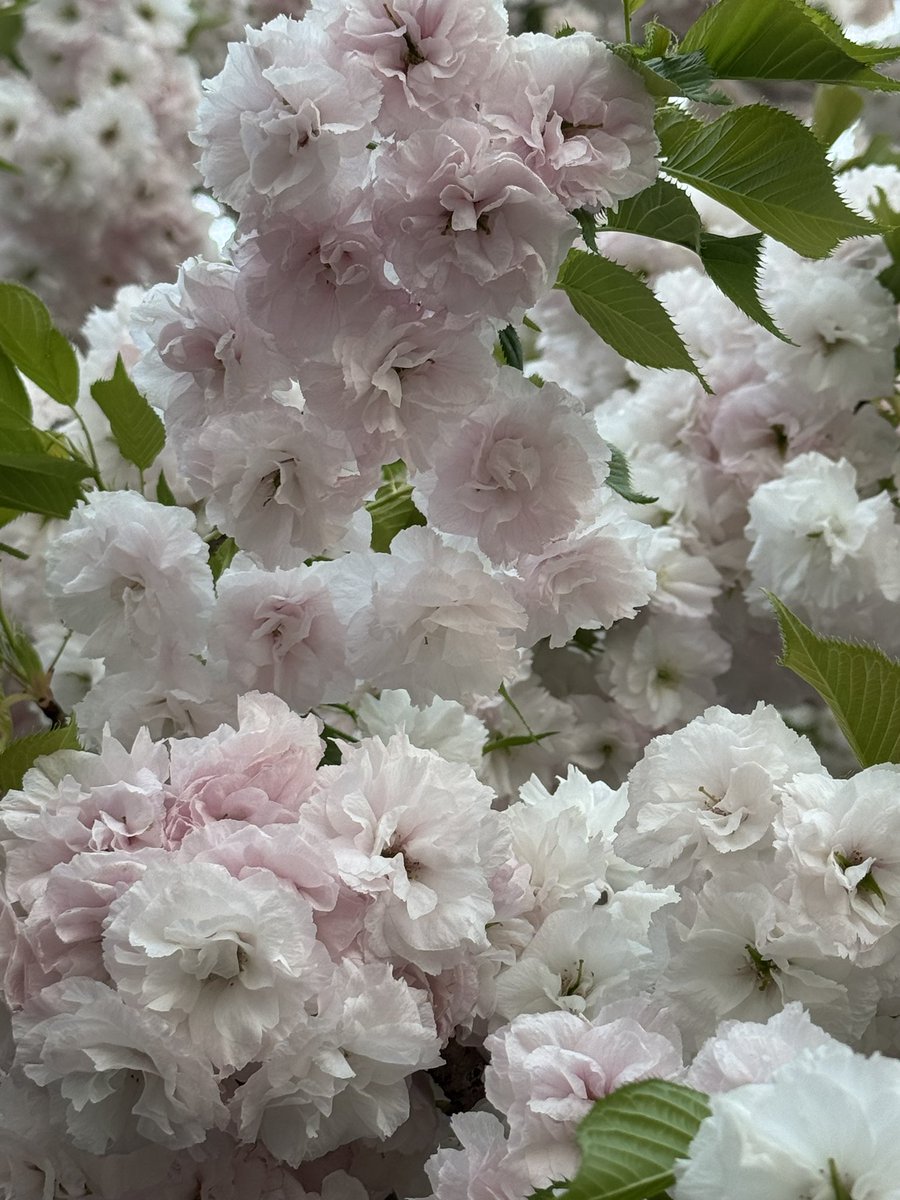 桜🌸が葉桜になってから満開になる八重桜🌸🌸の松月という名の桜のお花🌸🌸🌸🌸🌸🌸 360度傘のように広がる美しい姿の桜の木です🌸🌸東京に40本しか無いと言われ育てるのに難しい桜の木です🌸🌸この桜の木は葉の色も綺麗な若緑色で珍しいと言われています🍃🍃🍃