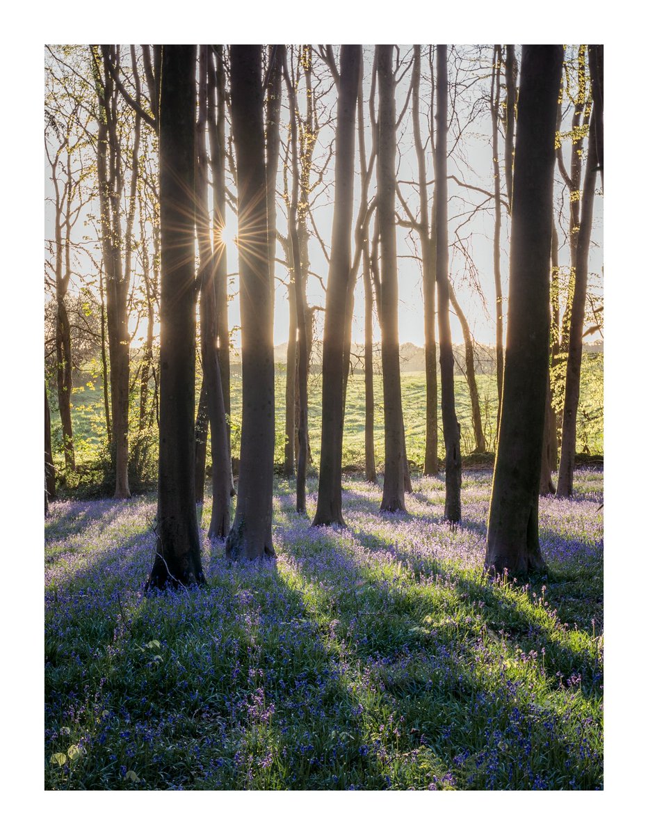 Peekablue Sunrise in one of the local bluebell woods. Almost there