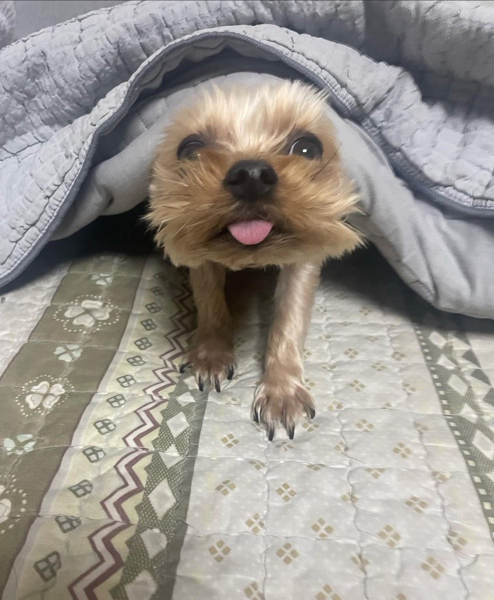 _JustALizard_'s tweet image. #FuckNoor