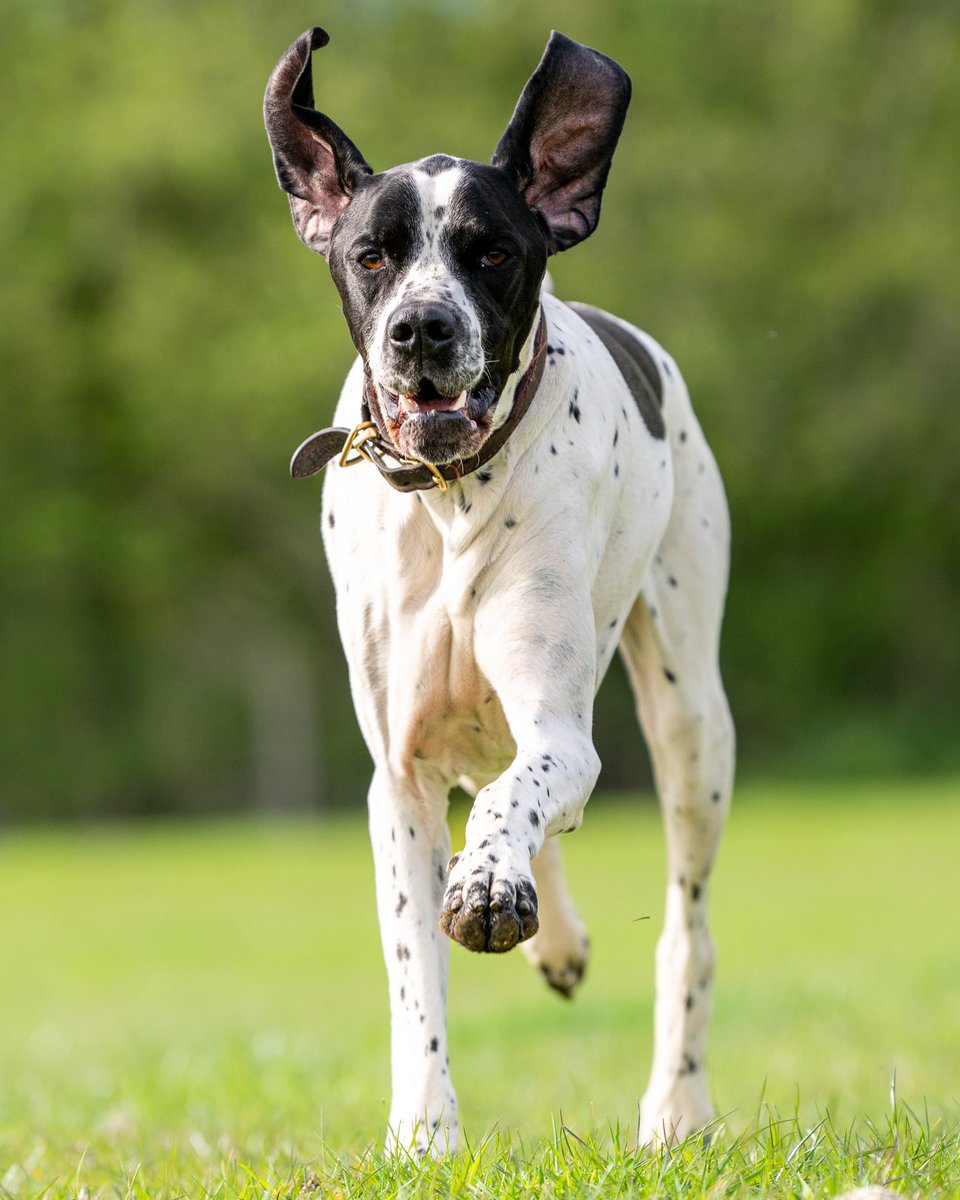lurcherwork's tweet photo. We have an #englishpointer staying with us at the moment. He’s a larger dog than I’d like to have in the house but he is a total gentleman. #pointer #dog #lurcher #hpr https://t.co/k9vjrqLWMa