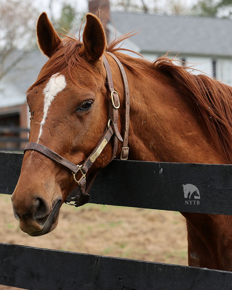 Can they even run a @keenelandracing turf route stake without this guy? #NYbred G1W/millionaire Red Knight ran in 3 Elkhorns (2nd twice), which will be run today, and 3 editions of its fall counterpart, the Sycamore, which he won. He's shown earlier this month at @Oldfriendsfarm!