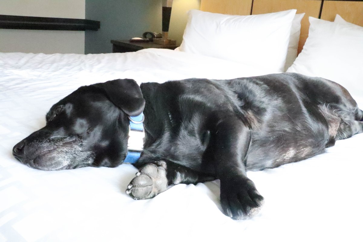 You and your four-legged friend will love spending lazy Saturday mornings from the comfort of your suite! #Candlewoodsuites #IHG #Candlewood #Petfriendly #petfriendlyhotel