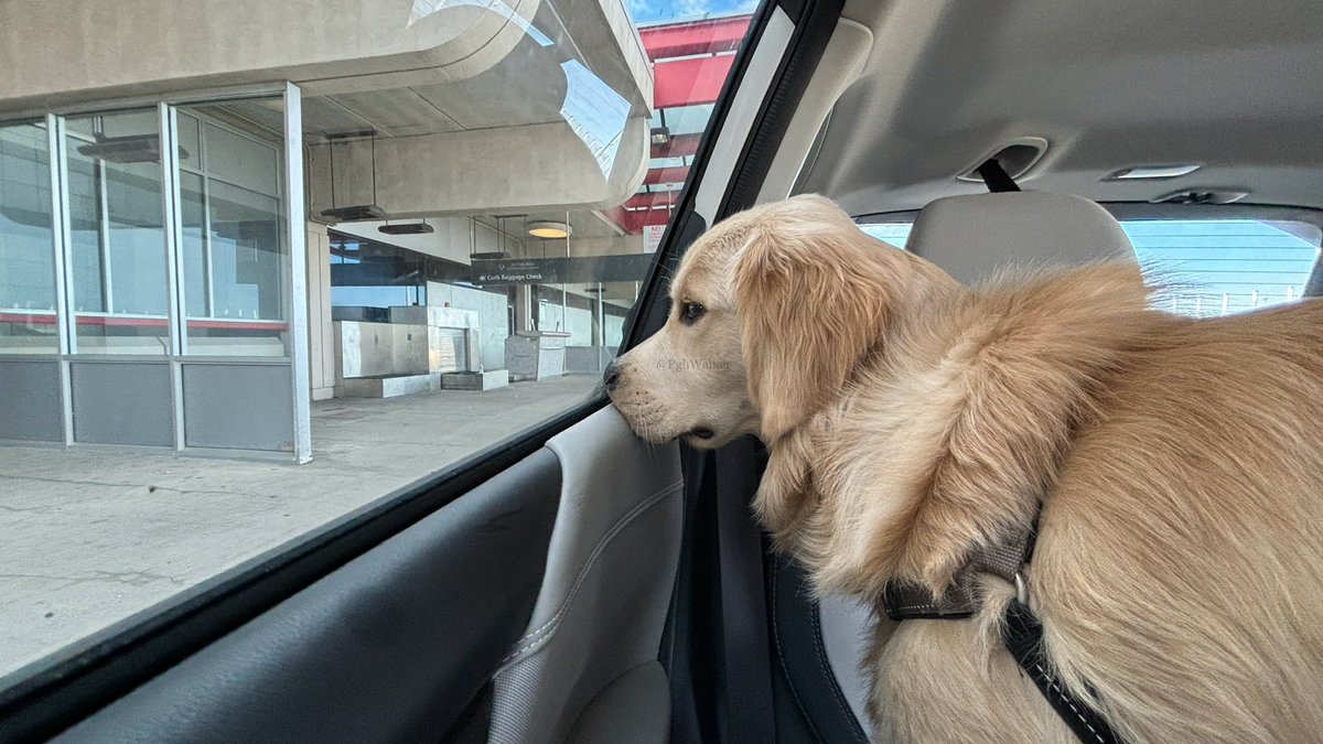 Me and @Finerific dropped off @BrynaSF_edu at the airplane flying place and now I can’t see her anymore. I am all the sads. #WhereIsMomperson #ICantSeeHer #IMissMyMomperson

#DogsOfTwitter #GoldenRetrievers