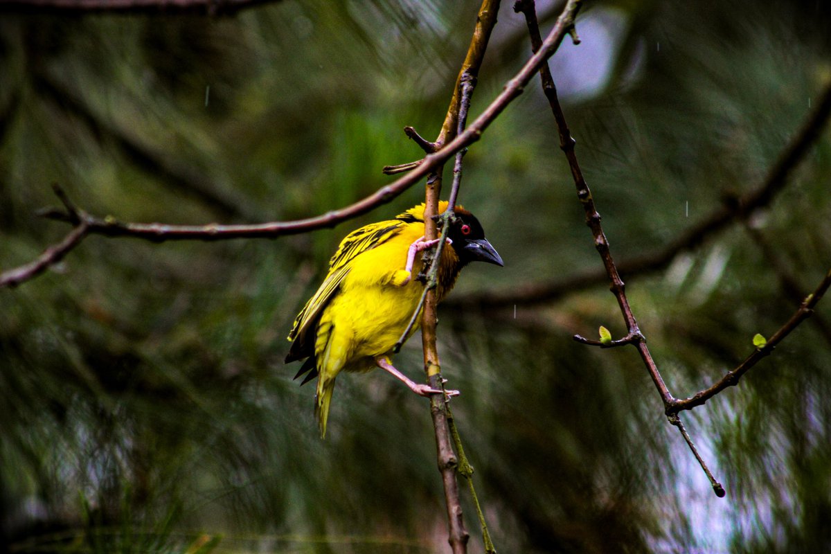 It’s always the birds for me!!! Y’all Uganda boasts with 50% of Africa’s birds population and 11% of all in the world.

Isn’t that something we should be flexing about 🤩

#BirdsSeenIn2024 #birdsphotography