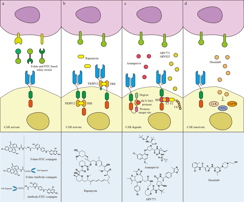 Enabling standardized manufacturing and having clear efficacy and pharmacokinetic characteristics are prerequisites for ensuring the effective practicality of #CART cell therapy drugs. Authors discuss approaches to control CAR-T cells' behavior in vivo: bit.ly/49LUIz0