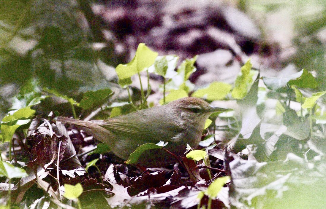 Swainson’s Warbler a rare visitor to the NYC area. #birdphotography #birding #birwatching #birds