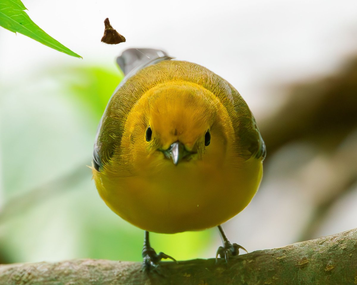 Straight down the barrel of a warbler.