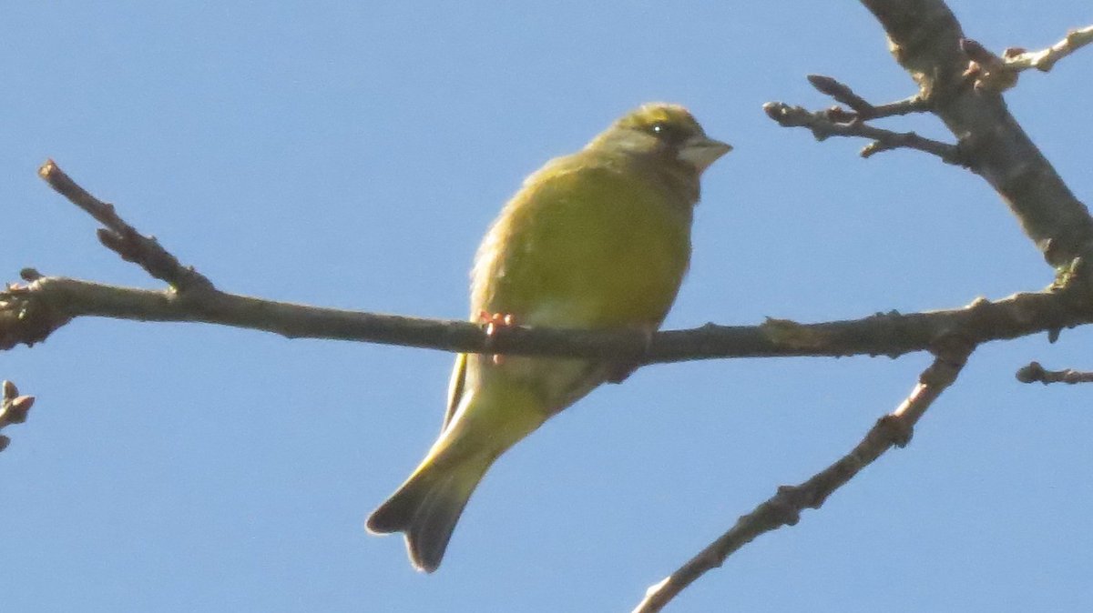 Greenfinch