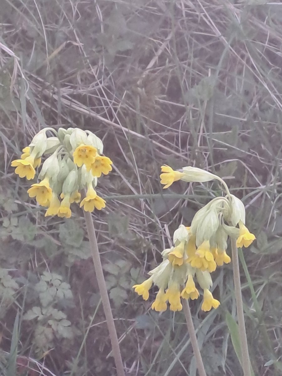 Cowslips how lucky we are to have these #spring #dogwalking