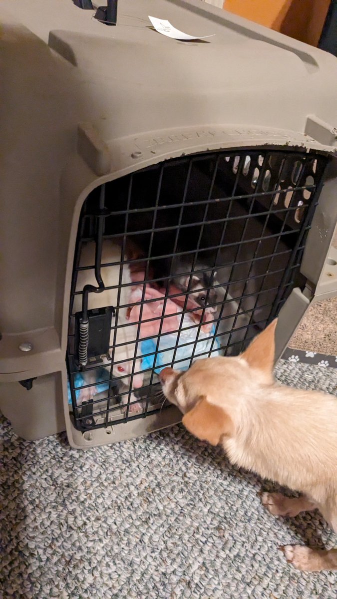 princesstegantx's tweet photo. Omg omg omg...mum rescued 2 wittle ferrets....she had less than an hour to pick them up before they we're (yipes) she got there just in time...they are 3 years old and now have names and not numbers....so I guess these are my new sisters...Sprocket and Arabella. #ZSHQ #ferrets https://t.co/lKT3P5esvg