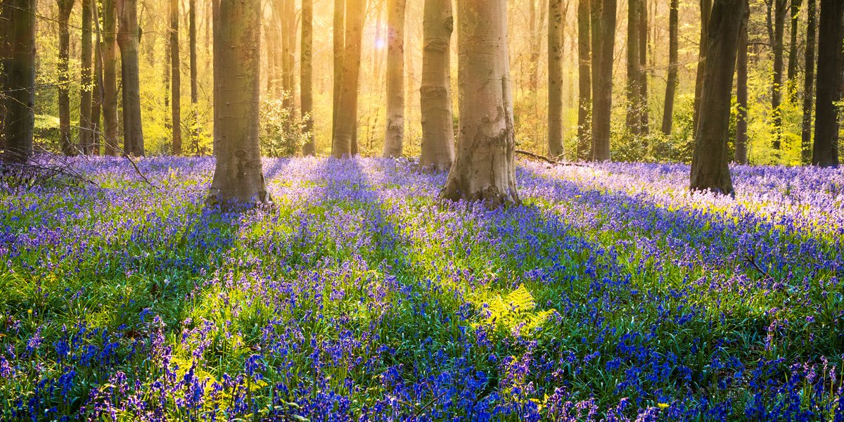 I was up at 3.40am and drove to Wiltshire to a bluebell wood there. It was a stunning morning and the bluebells were at their peak. Afterwards I walked the North Wessex Downs for a couple of hours in the sunshine #agoodday #butfeelingitnow