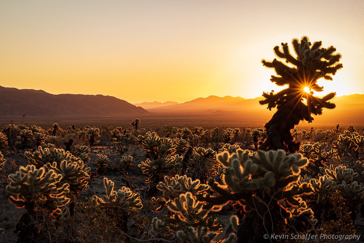'Reach For The Sun' ~ Taken on a beautiful winter morning at @JoshuaTreeNPS National Park's Cholla Garden. Nikon D750, 24-70mm lens at 70mm, f22, ISO100, 1/8 second, @InduroTripods with the support