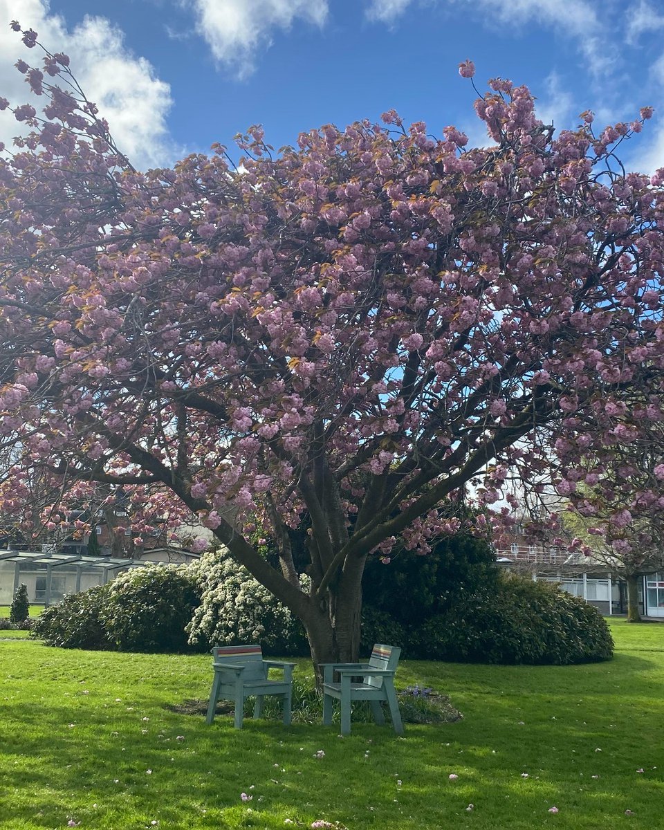 🌸 “Cherry blossoms are the smile of spring” Our much loved cherry blossom tree St Patrick’s University Hospital campus sitting pretty in it's annual bloom!