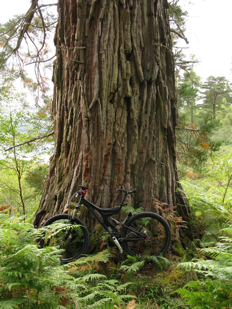 BodiesBits's tweet photo. @velosam @BenmoreBotGdn West side of Great Glen https://t.co/UqyiQeOjo1