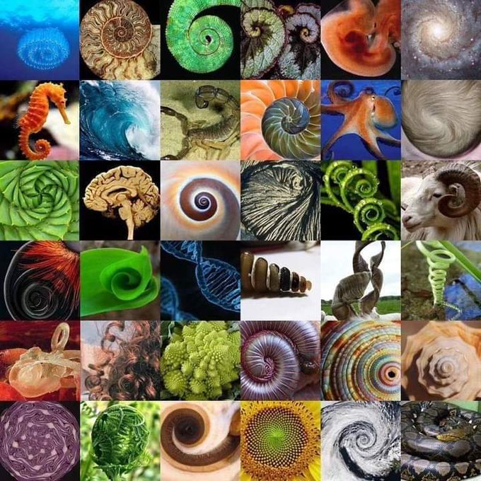 The famous Fibonacci spiral pattern shows up everywhere in nature including flowers, pinecones, hurricanes, and even huge spiral galaxies in space. Here's a nice (partial) visual recap of where you can find the 'secret code of nature'.