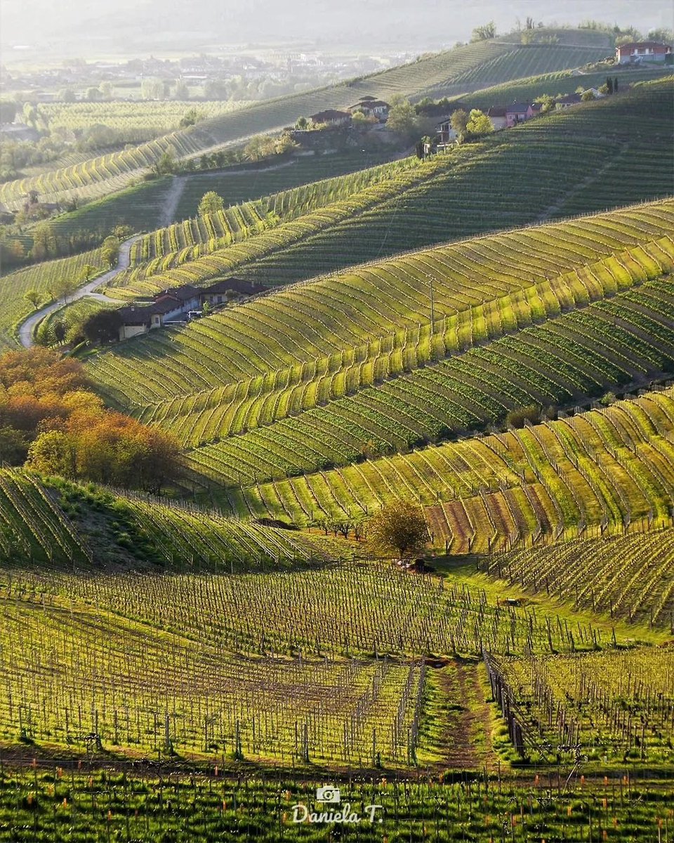 la Community ufficiale di Instagram dal 2012, con le foto più belle del Piemonte presenta: 📍Barbaresco 🖼️ i vitigni delle Langhe, patrimonio collinare dell'UNESCO AUTORE @danielataliano • MOD @lauradistrattta & @hari_seldon ADMIN @berenguez TAG #ig_piemonte #piemonte