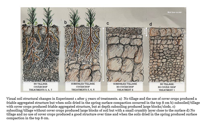 davidpurdysoils's tweet photo. A summary of five years of cover crops and heavy tillage @ProjectLamport. 80% of the benefit comes from photosynthesis and plants 20% from tillage, very shallow! #rootnotiron https://t.co/9eFUoosDYG