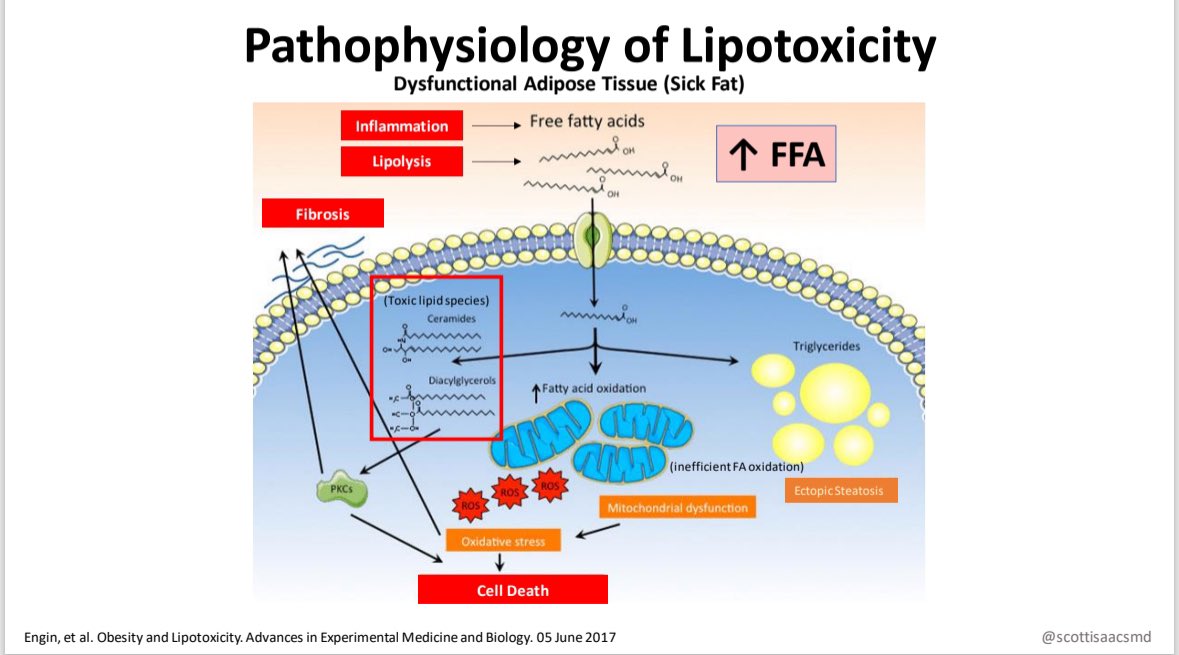 Looking forward to speaking on Diabetes and the Metabolic Syndrome at the Midwest Metabolic Clinical Symposium at St. Louis University School of Medicine.