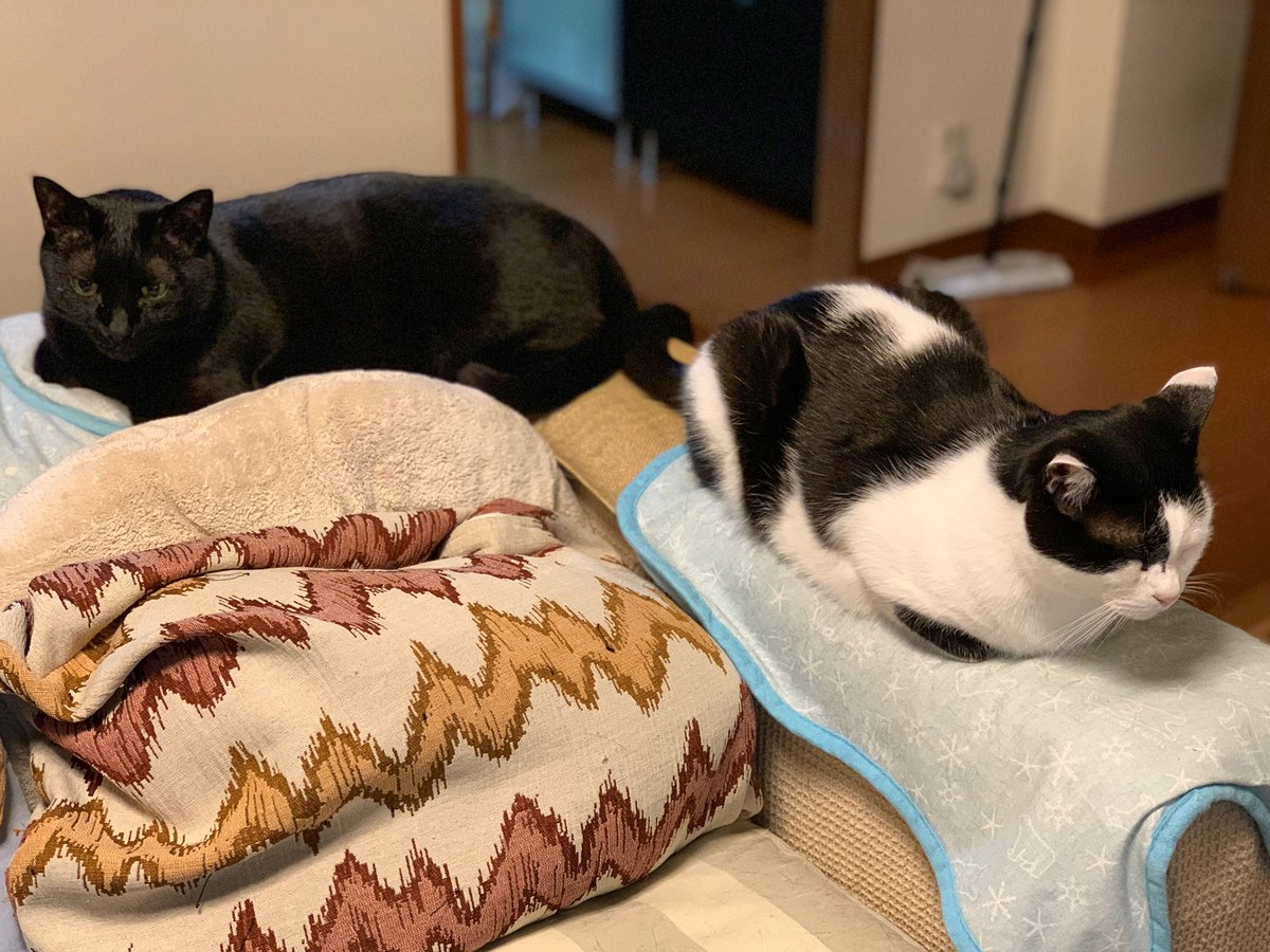 nekobatake's tweet photo. 大阪吹田21時半の気温は20度🐳🌃
2匹は仲良く穏やかなひと時を過ごしています🌷☺️
それにしても、急に気温が高くなって、着る物に迷います😅
#ねこばたけ #ねこのいる生活 #ねこごはん #猫のいる幸せ #にゃんすたぐらむ #キャットフード #いつもありがとうございます #nekobatake #Nutro #animonda
#ねこみ〜る #春のキャンペーン #ゴールデンウィーク