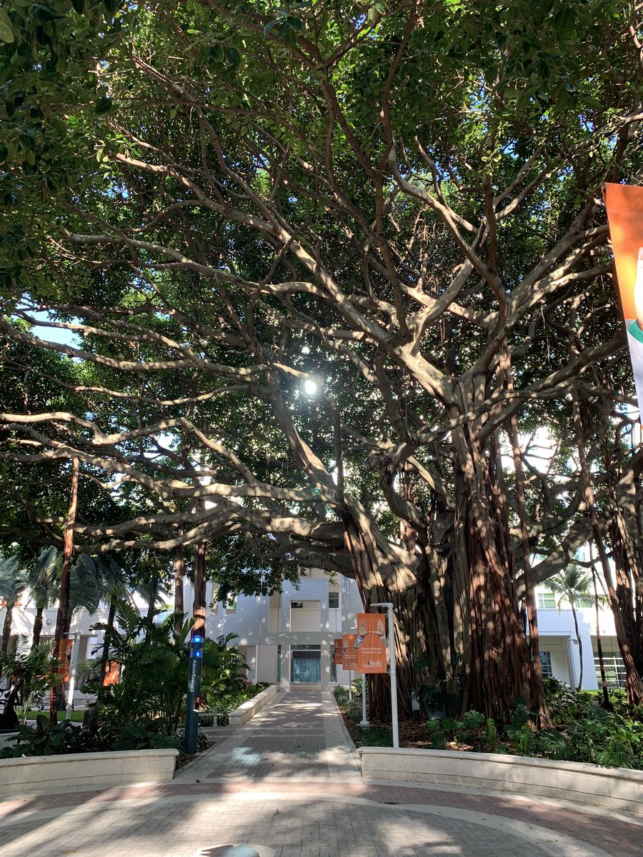 TaylorJ_MD's tweet photo. Thereβs something peaceful and meditative about our medical campus @umiamimedicine @SylvesterCancer on the weekends! #whenonservice https://t.co/i2hTgfSFm4
