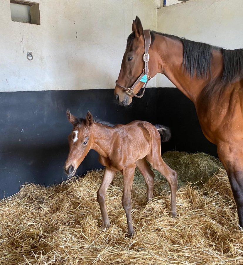 📣 St Mark’s Basilica x Dorraar filly born this morning 🥰 Half sister to @Clipper_Racing #NightRaider & @CompasStallions #FarAbove @coolmorestud #ItsAllAboutTheGirls #WhatABeauty #ShamardalQueen @DarleyStallions @LindenHouse2007