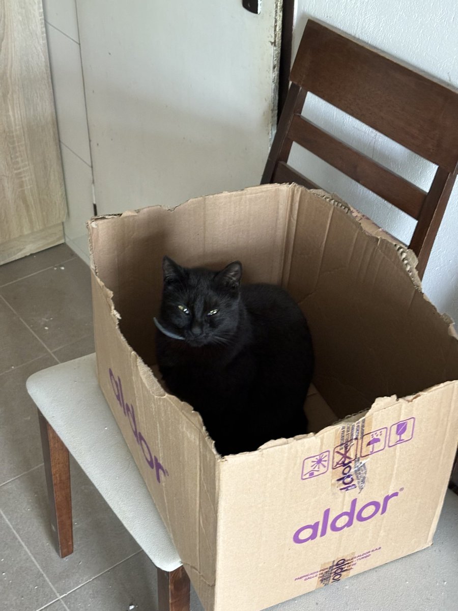 ProchacMichal's tweet photo. A výrobcovia mačacích pelechov nebudou mít co žrát. https://t.co/OfbkUUFcJL
