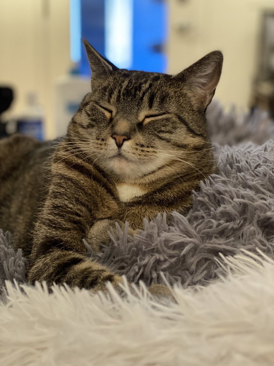 <YAWNNN> Is it #Caturday yet? Have a lovely day! 😸♥️😽💤 — Remy