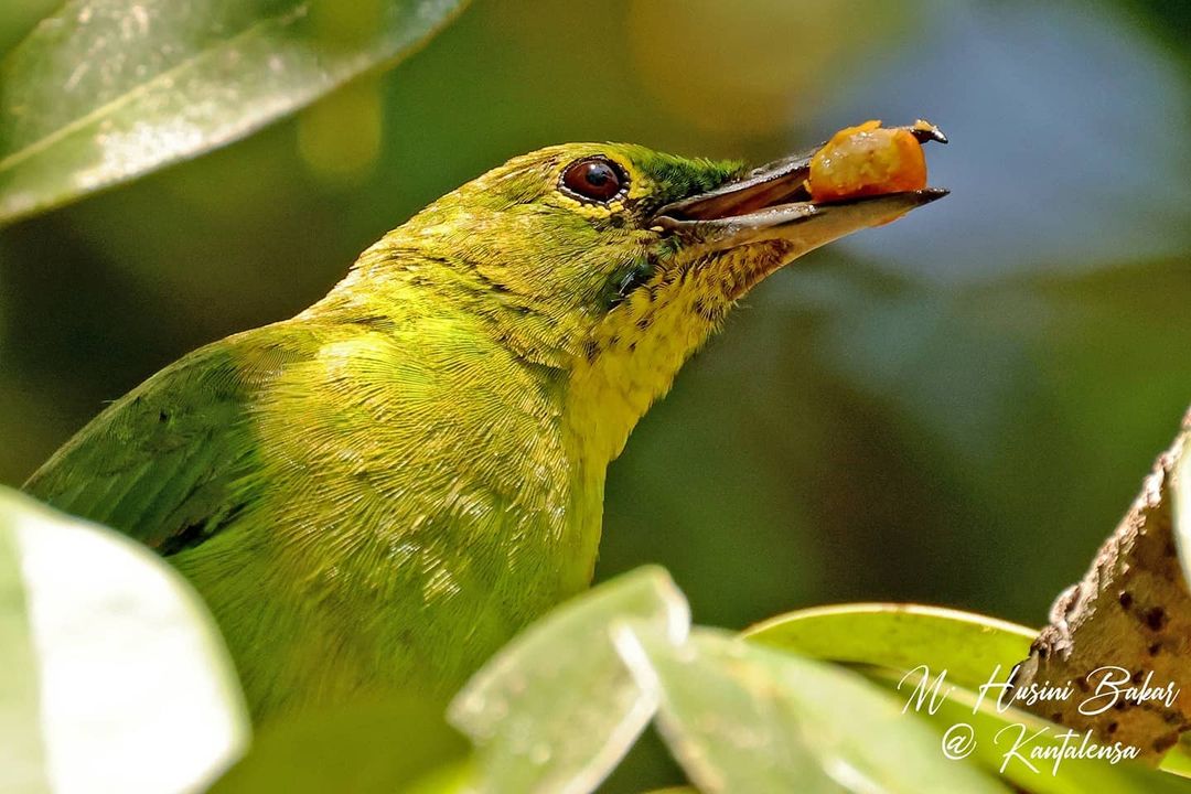 Green bird among the green leaves: Greater green leafbird (Chloropsis sonnerati) in #Brunei. Photo: Husini Bakar. Borneo #wildlife #birds #birding #wildlifephotography