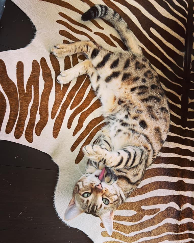 YiLinMDPhD's tweet photo. Day 2 of #iwCART24 @KRejeski presents #ICAHT to grade heme toxicity, and hopefully guide management in the future. My cats would like to compete to be the mascot for #ICAHT. @VJHemOnc @TheEBMT @DrMiguelPerales @MSubklewe @MichaelDJain https://t.co/Vlm5UdZbHM