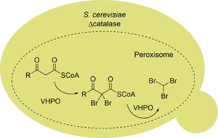 Our #WeekendReading suggestion for you! β-Dicarbonyls Facilitate Engineered Microbial Bromoform Biosynthesis ➡️ go.acs.org/8ZU Published #OpenAccess, by Loan et al. Check it out 🤩