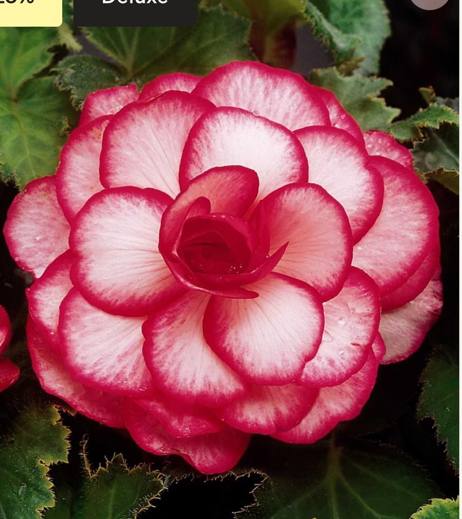 Last year I fell in love #TulipAngelique and I wondered how to have the blousey pink gorgeousness all summer. Then I saw #BegoniaRosebud and was smitten. Credit to @farmergracy for the begonia pictures. #greenhouse #gardening #garden #greenhousegardening #gardenlife #glasshouse