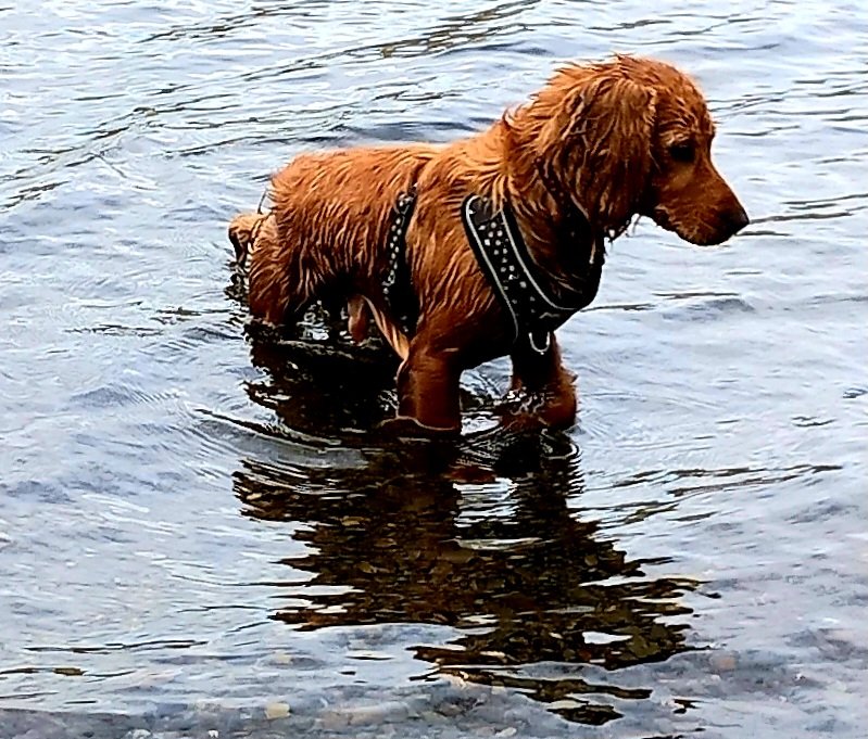 Charlie has been paddling in coniston. He very nearly swam. We greated this whoops and claps, like proud parents at the sports day
