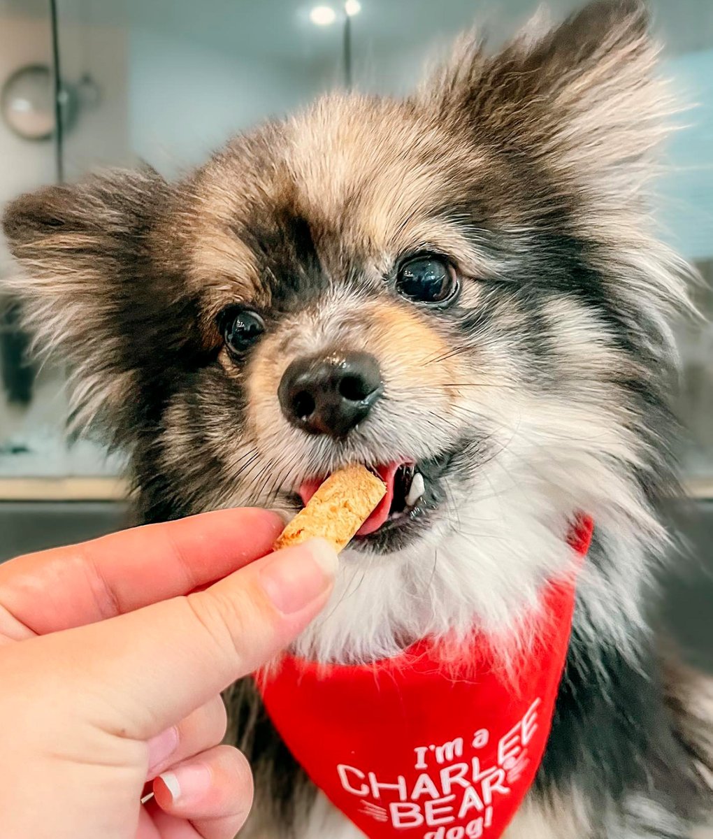 charleebeartrts's tweet photo. “Grain Free Meaty Bites in the flavor Chicken &amp; Blueberries is the new favorite in this house!”

📸: @itslittlemankoda

#charleebear #dogtreats #pompup #healthytreats https://t.co/gGdtTOLXee