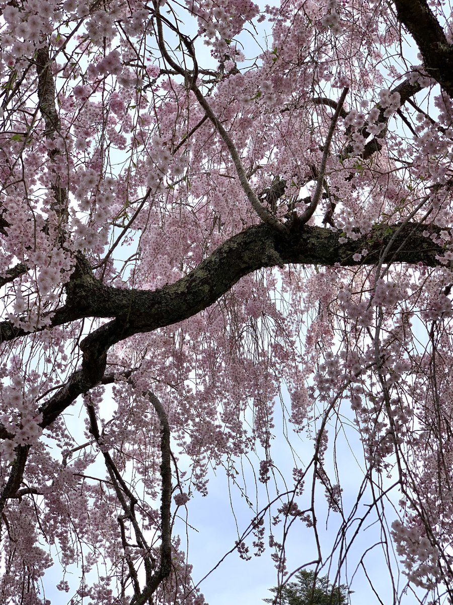 京北・京都   Keihoku・Kyoto
枝垂れ桜  Weeping Cherry Tree
#japan  #tourist