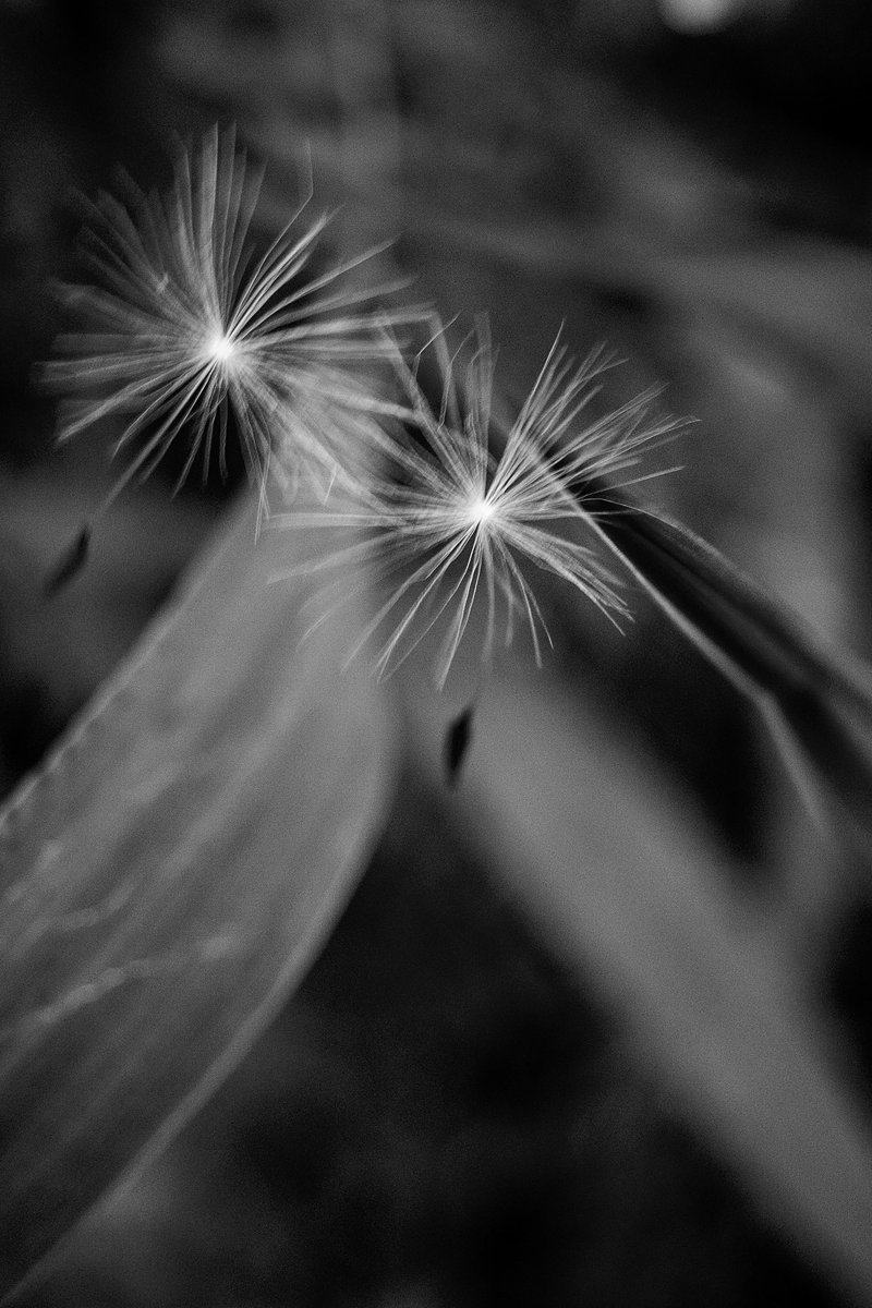 優しい時間 2024 No108 Gentle Time #優しい時間 #gentletime #GR3 #モノクロ写真 #blackandwhitephotography #白黒写真 #monochromephotography #写真が好きな人と繋がりたい