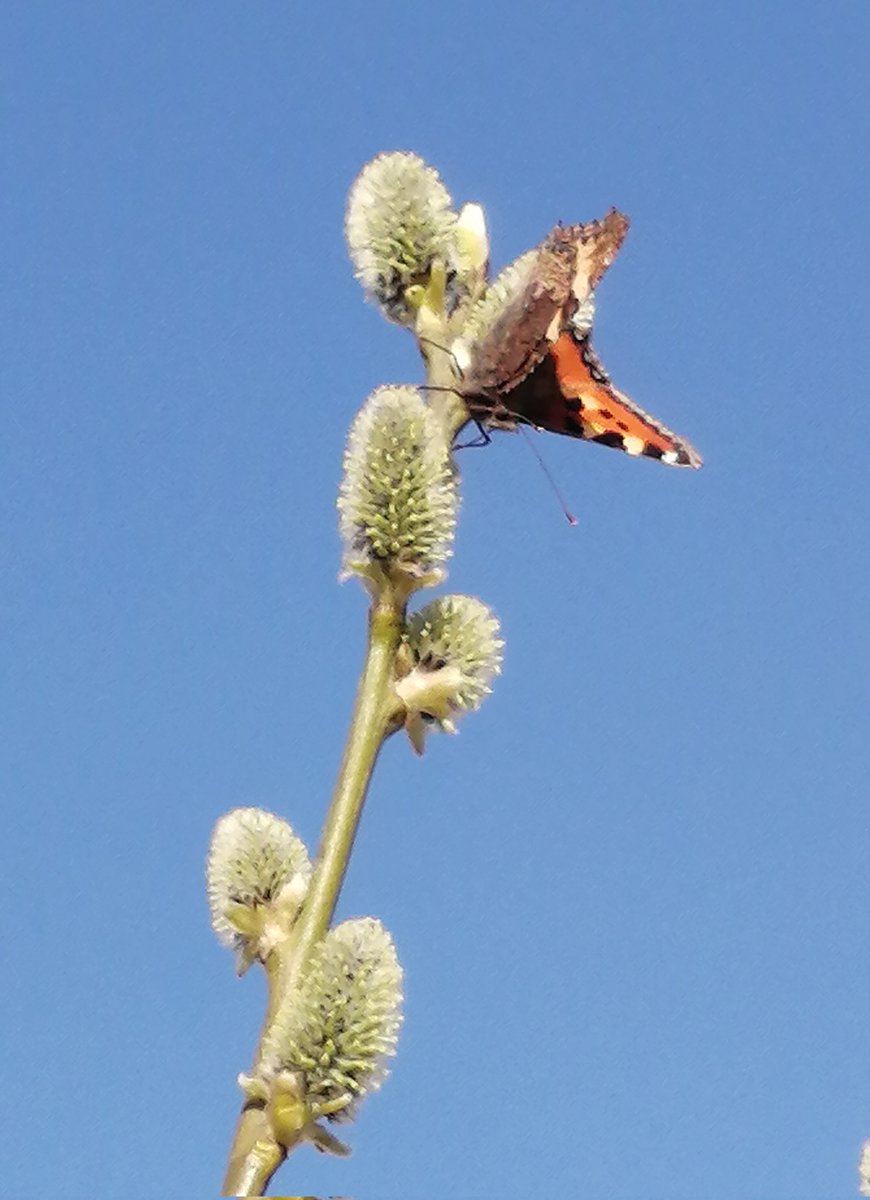 Butterfly youtube.com/@victoriaart99 T.me/cutecatsanddog Instagram.com/photosnature_v… #TwitterNatureCommunity #NatureBeauty #naturelovers #NaturePositive #Walk #VictoriaDay #beautifulnature #artist #artwork #art #artmoots #FriendsForever #photo