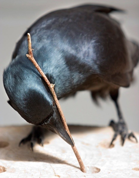 theantidote:

Called “feathered apes” for their simian like smarts, crows use tools, understand physics, and recognize themselves and humans. But new research suggests that the brainy birds may be even smarter than was previously thought. Given a complex… ift.tt/NgQA7Zz