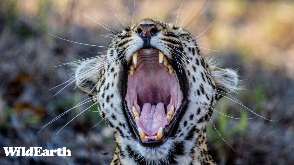 Happy Caturday Safari Friends, we are ready to Bumble with Amy and Cedric. Nadine will be your director and Chulu chatting away. wildearth.tv/questions/ #wildearth