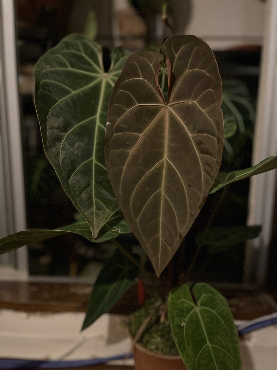 Anthurium spadesdrum
もう直ぐ2歳
2022年4月22日に播種されたf1
AoS x 何か