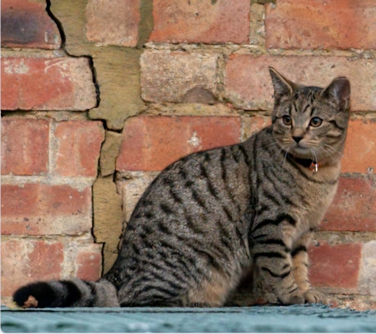 Bandit is a male Mackerel tabby & has gone missing from his home he is neutered & Microchipped wearing an orange collar & the tip of his left ear missing he is is sadly missed from #Northampton NN4 if you have any info please contact 0344 700 3251 quoting ref S24-026 #Caturday