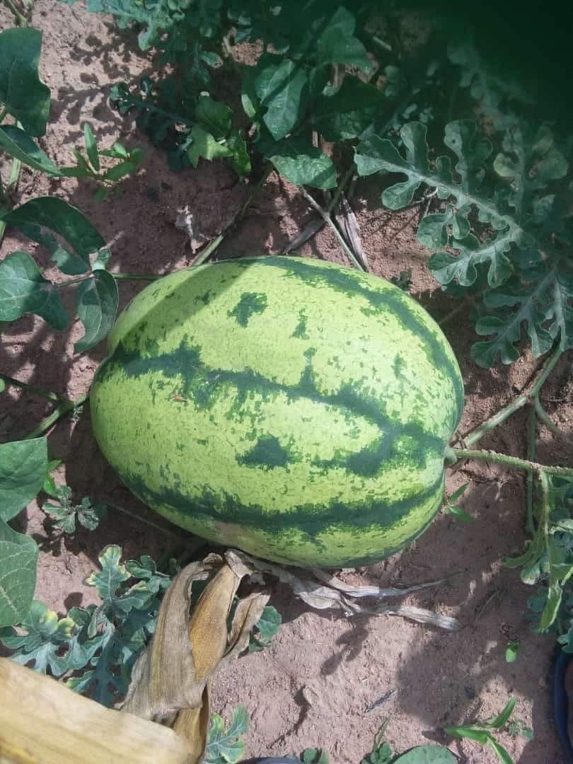 You'll start appreciating this fruit once you leave Africa. It's really expensive out there! 🍉
